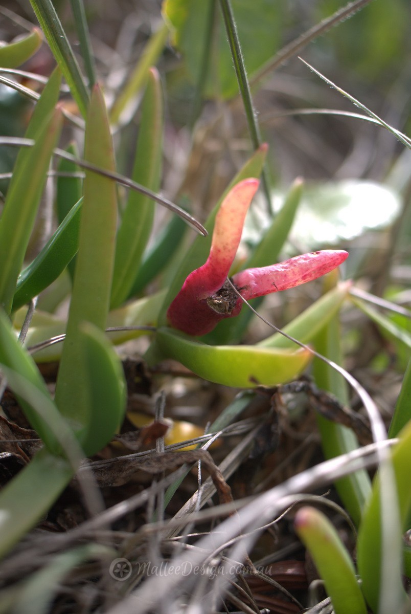 Enjoying Pig Face: Carpobrotus glaucescens