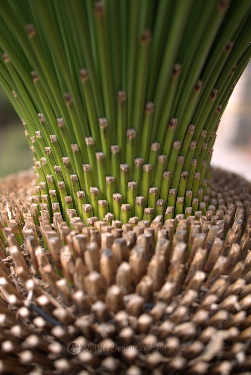 Grass Trees of Fremantle