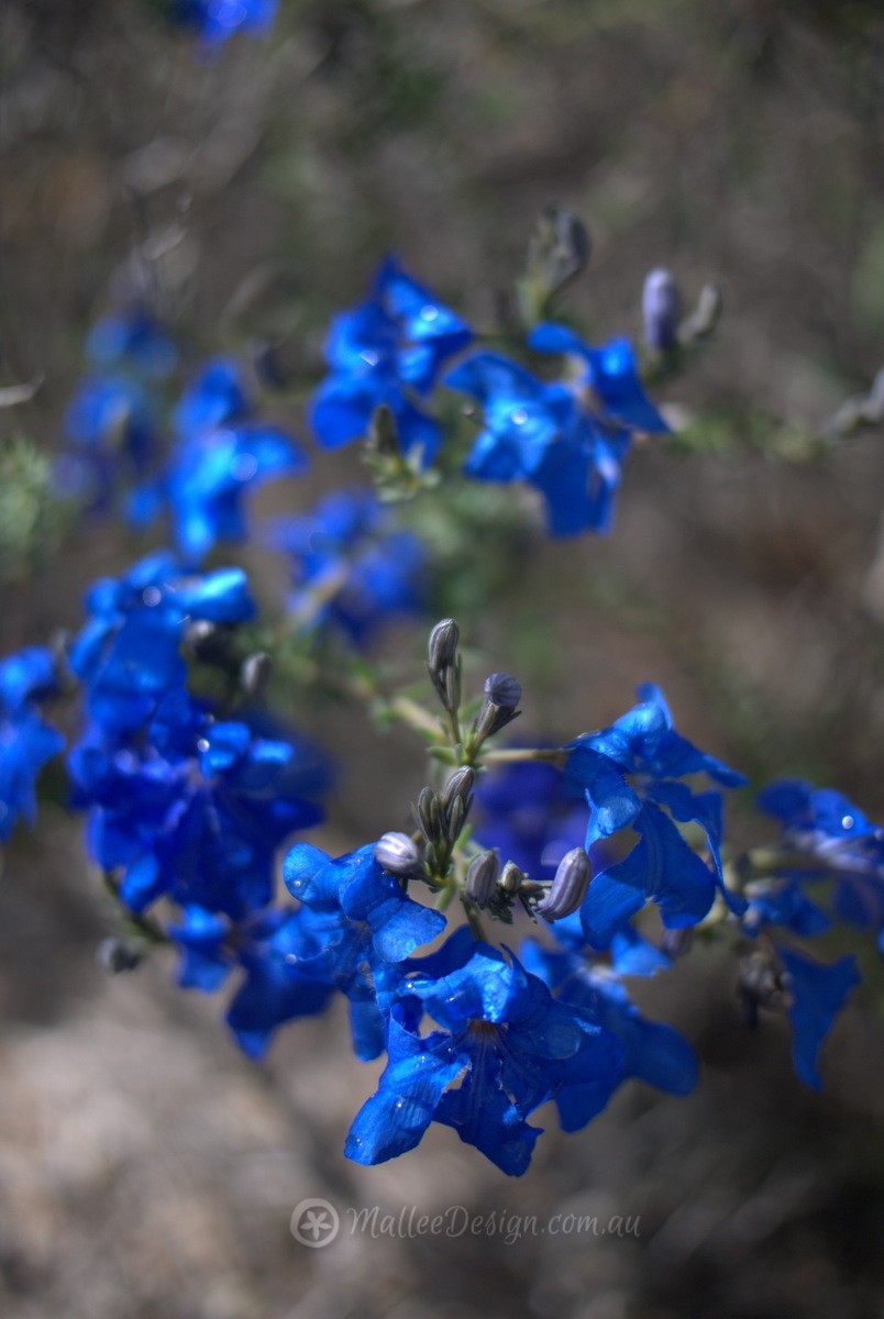 Hi Vallee Farm: Kwongan Country P1270296