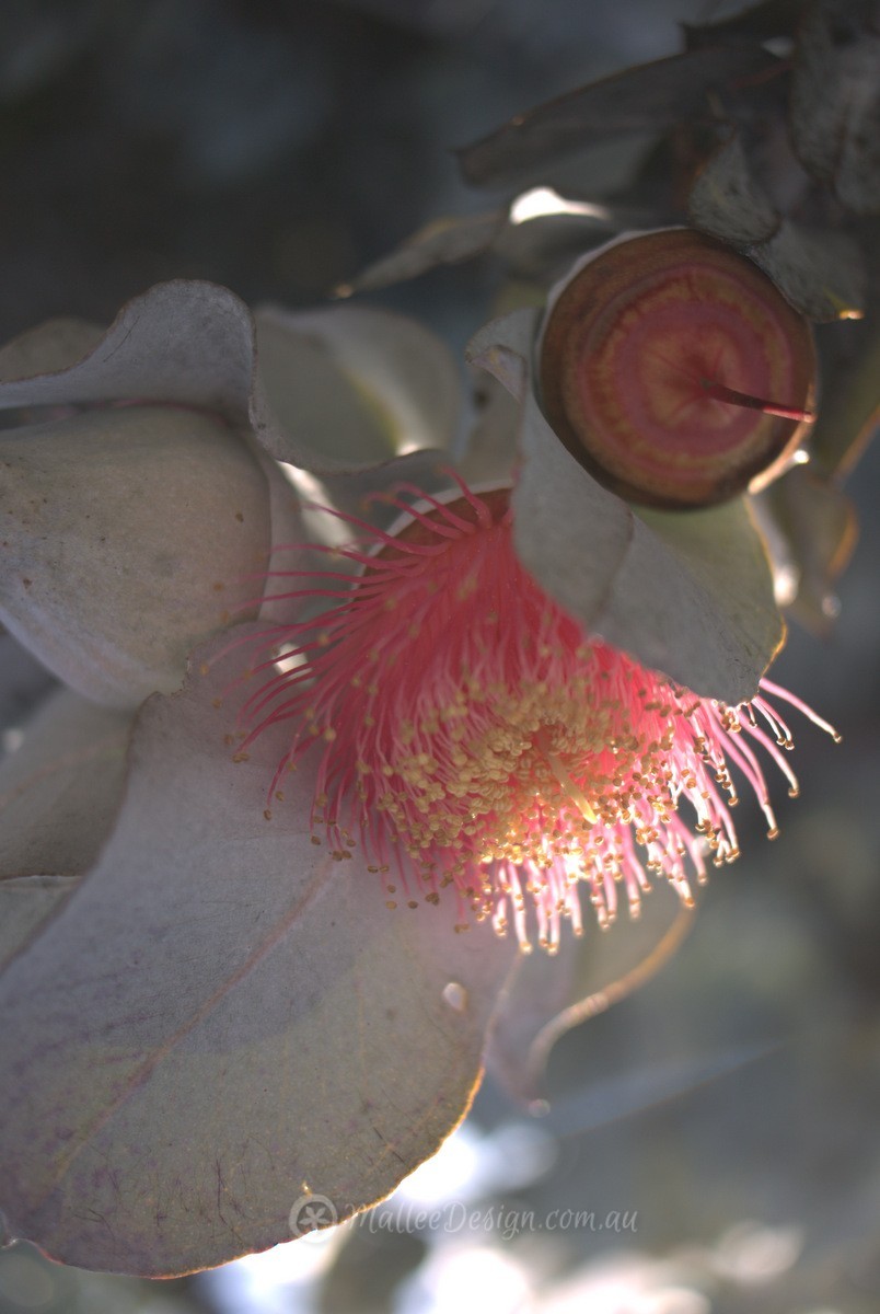 Wonderful West Australian Mallees