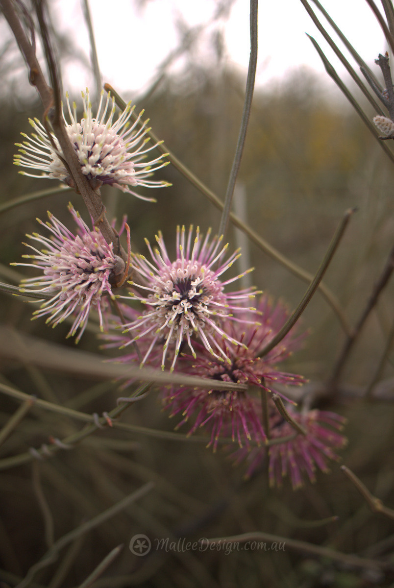 The Granite and Woodlands Discovery Trail