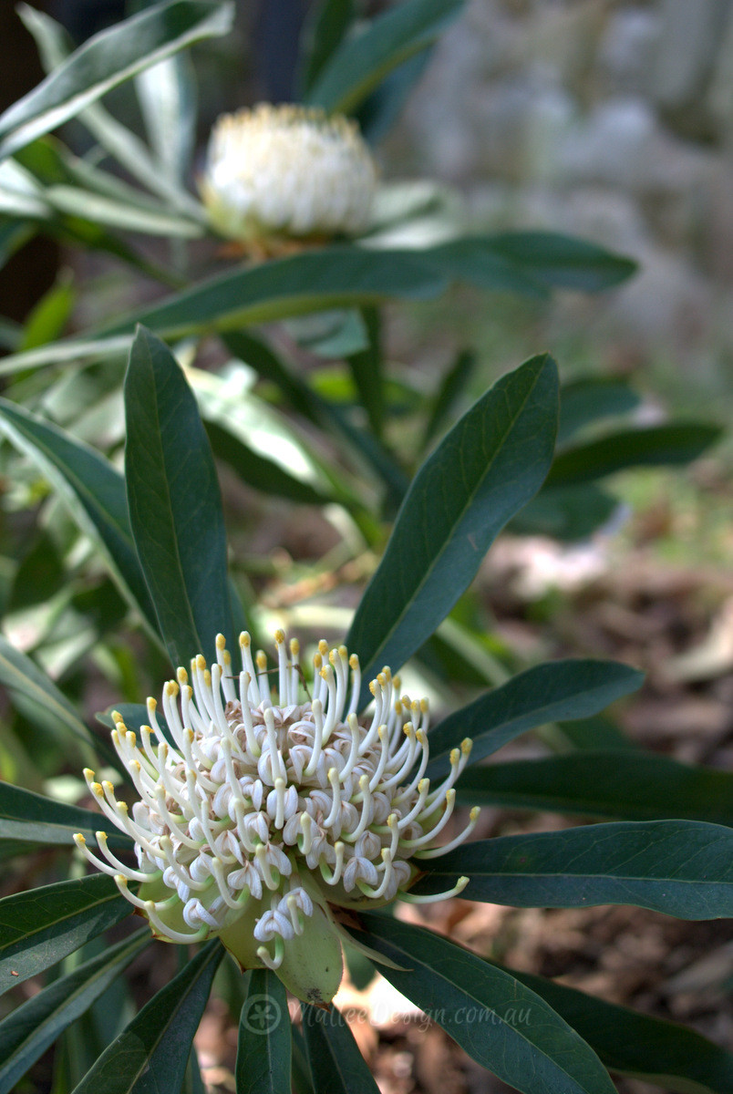 Portfolio: Greenwich Garden Design Update