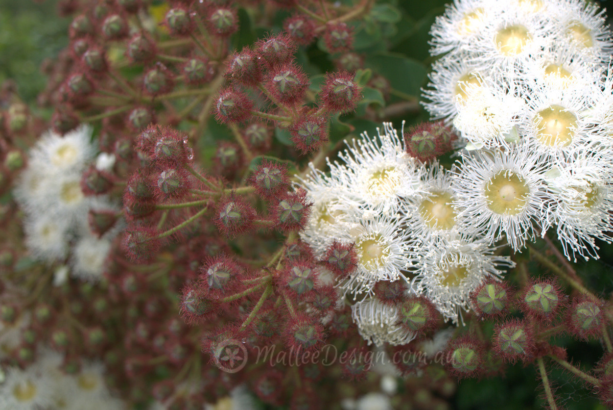 Perfect Small Feature Tree: Angophora hispida