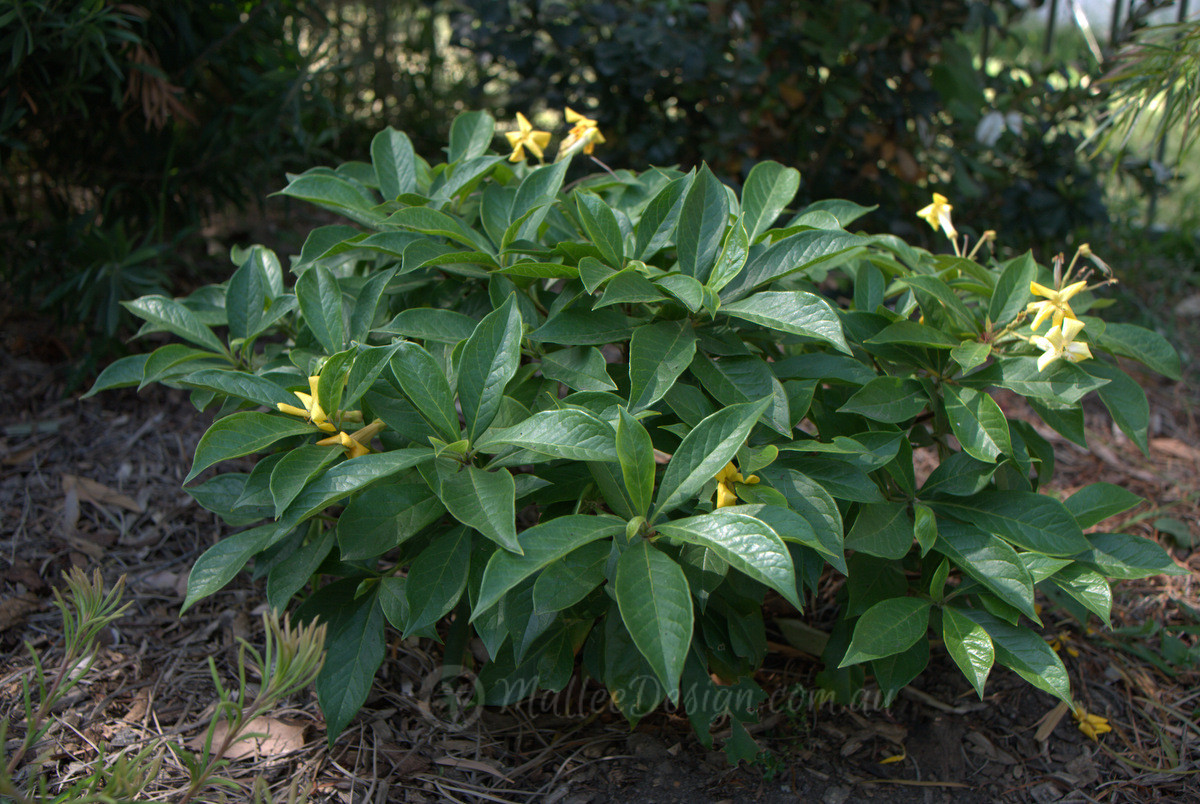 The spot flowering habits of Hymenosporum ‘Luscious’