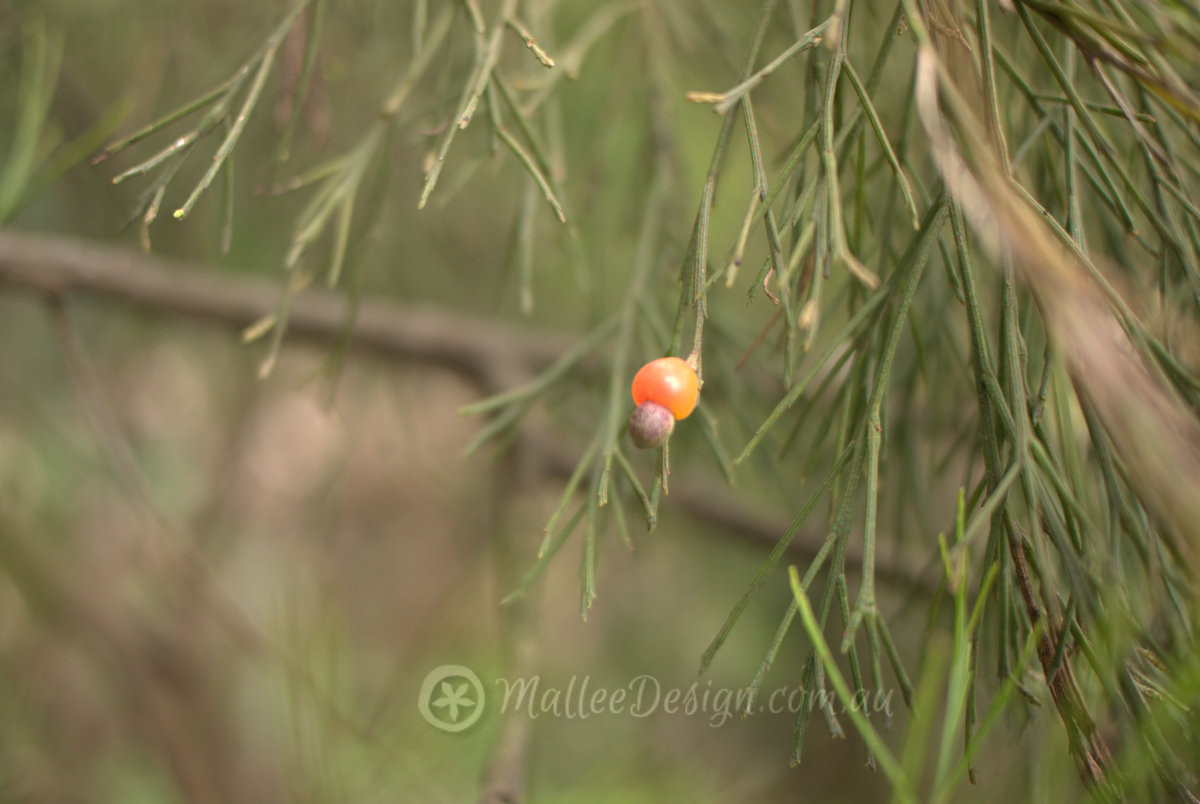 Native Cherry Tree : Exocarpos cupressiformis