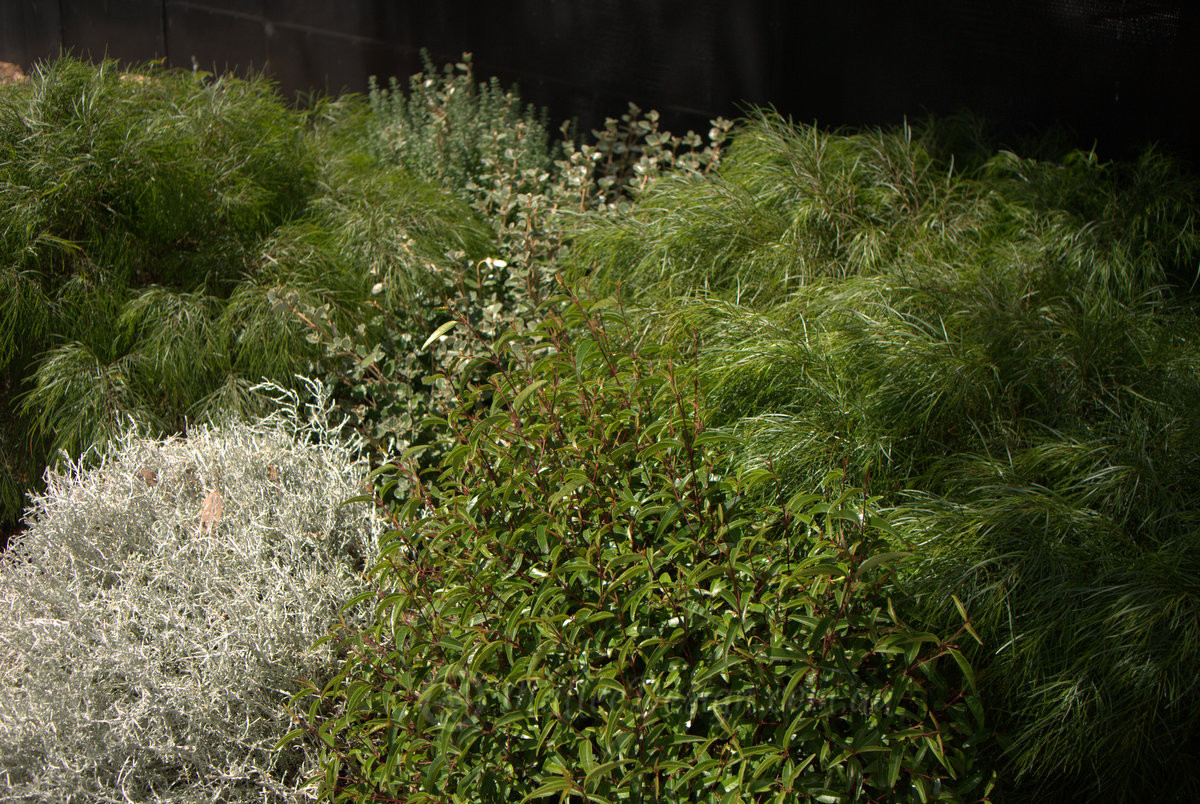 Tapestry Gardens 2: MONA