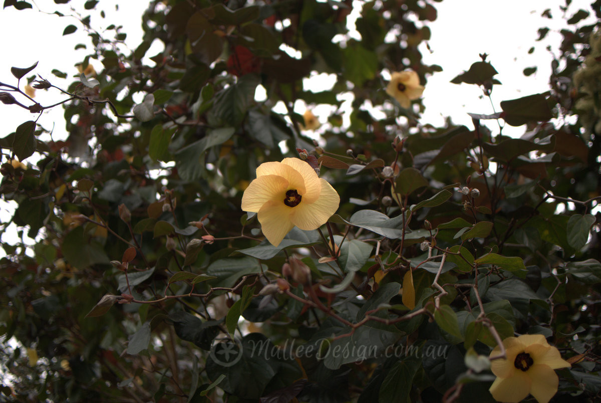 My Favourite Native Hibiscus