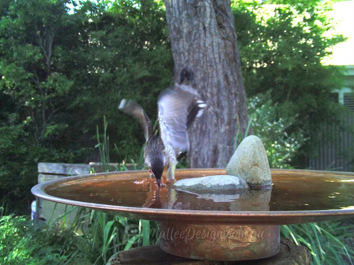 Bathing Birds: Mallee Birdbath