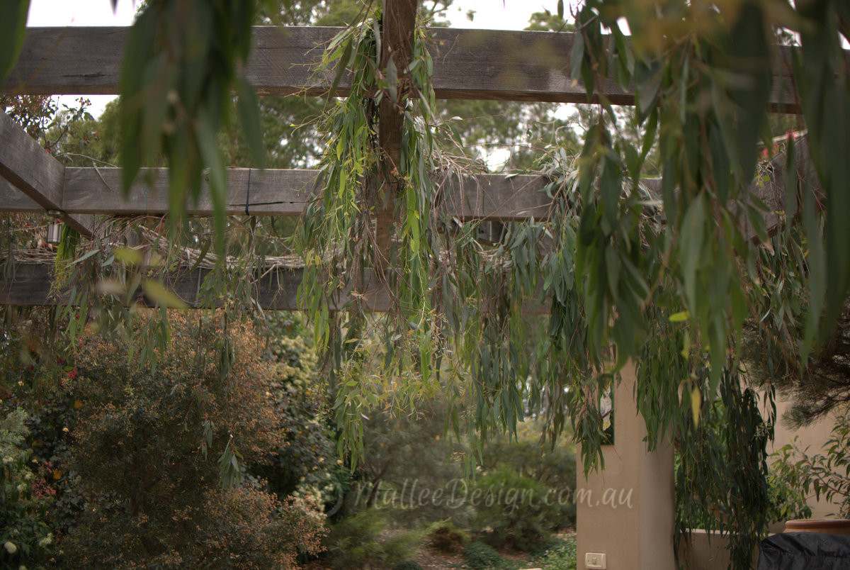 The Potential of Eucalyptus ‘Blue Veil’