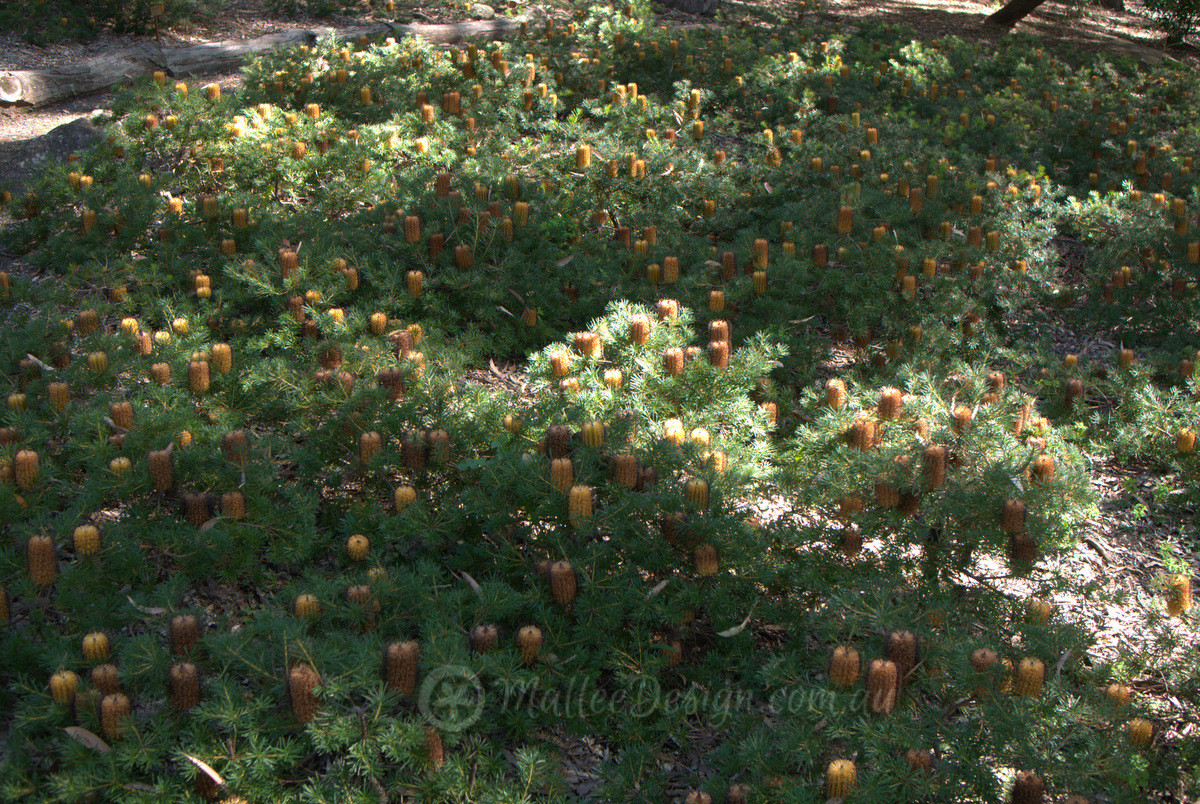 Bulli Grevillea Park: Banksia ‘Bush Candles’