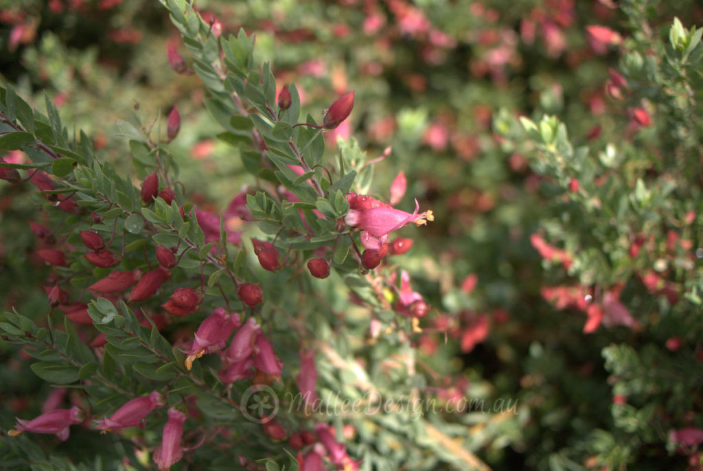 Sooooo many Emu Bush: Eremophila maculata P1320787