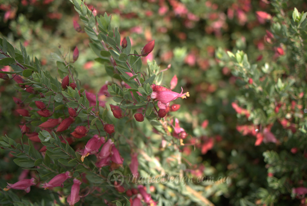 Sooooo many Emu Bush: Eremophila maculata