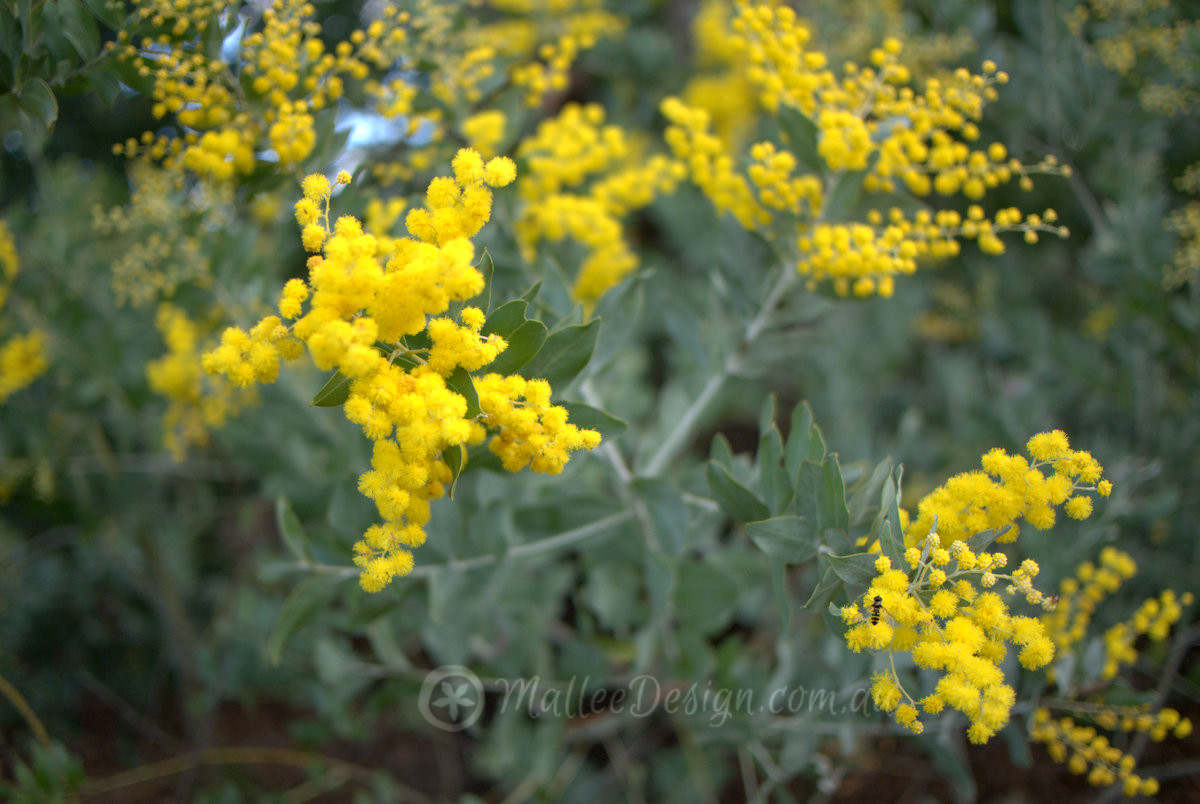 The Brightest of the Acacias? Acacia podalyriifolia