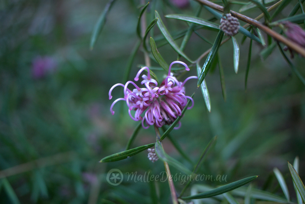 Bee Friendly Grevillea: Grevillea sericea