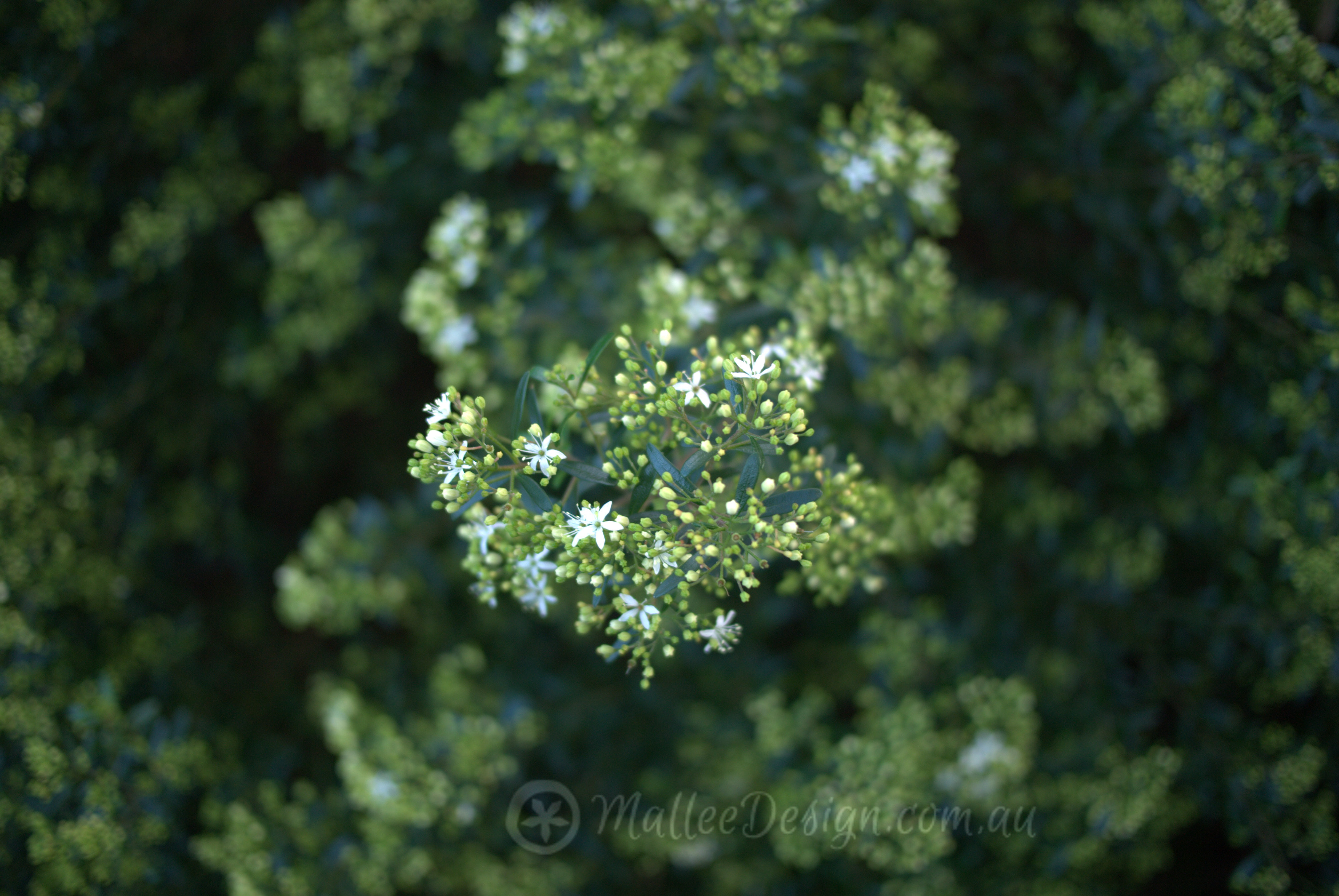 Shade loving Leionema ‘Green Screen’