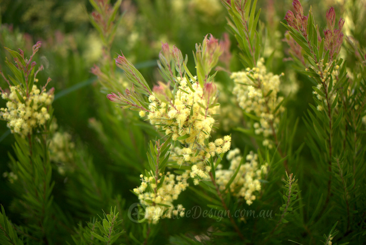 Happy Wattle Day! Acacia fimbriata Dwarf ‘Crimson Blush’