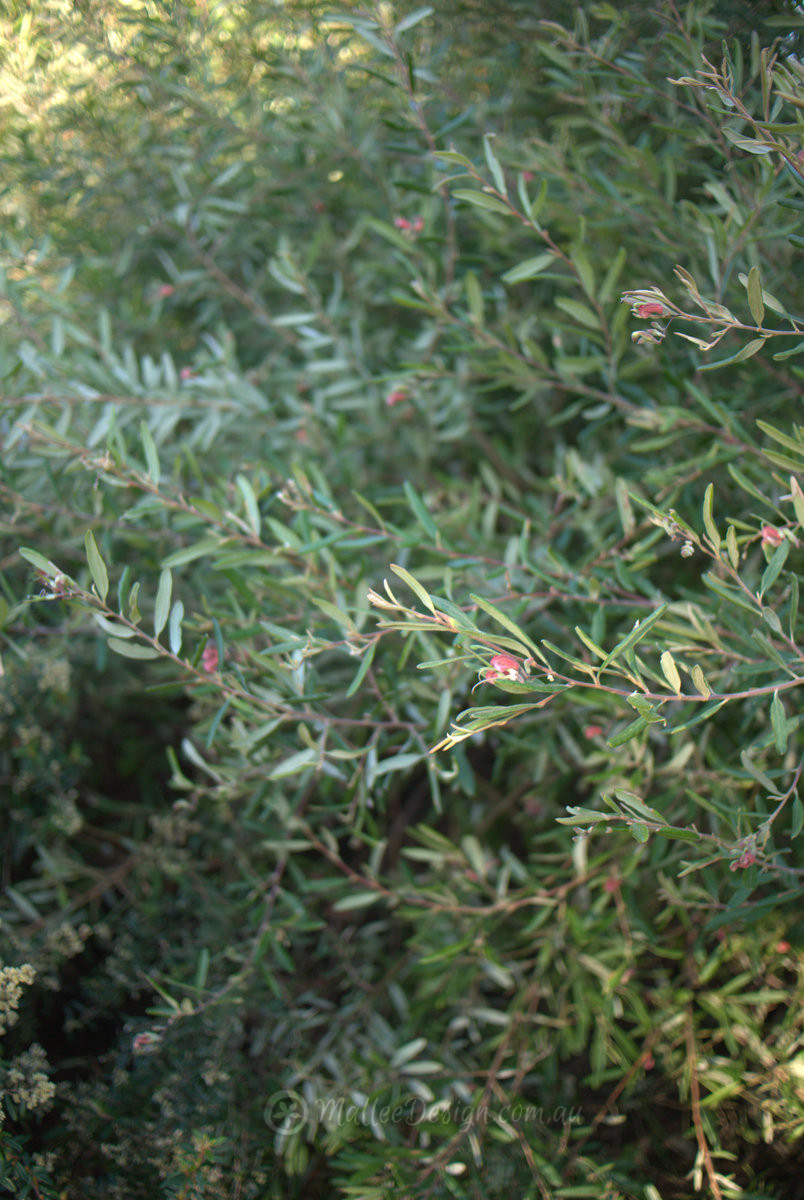 Outstanding: Grevillea arenaria