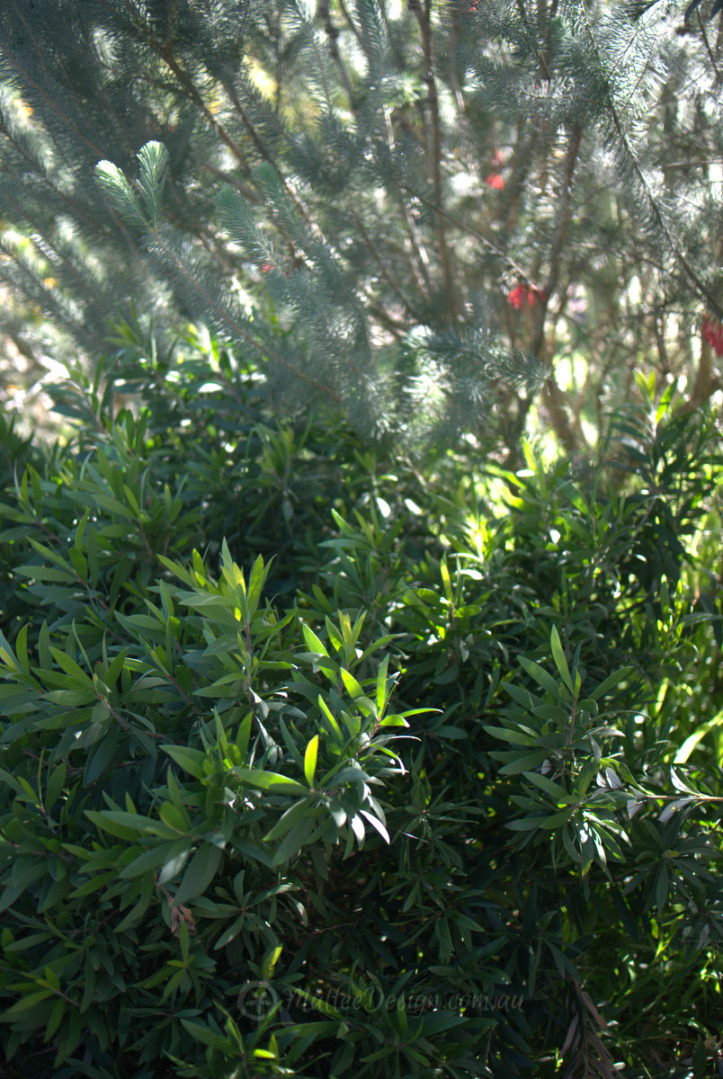 Tugarah Gunya’marri: Cold and Windy