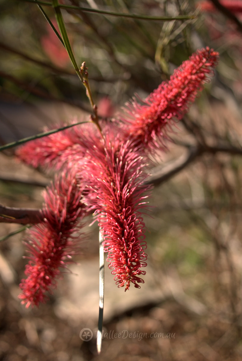 The Native Red Poker: Hakea bucculenta