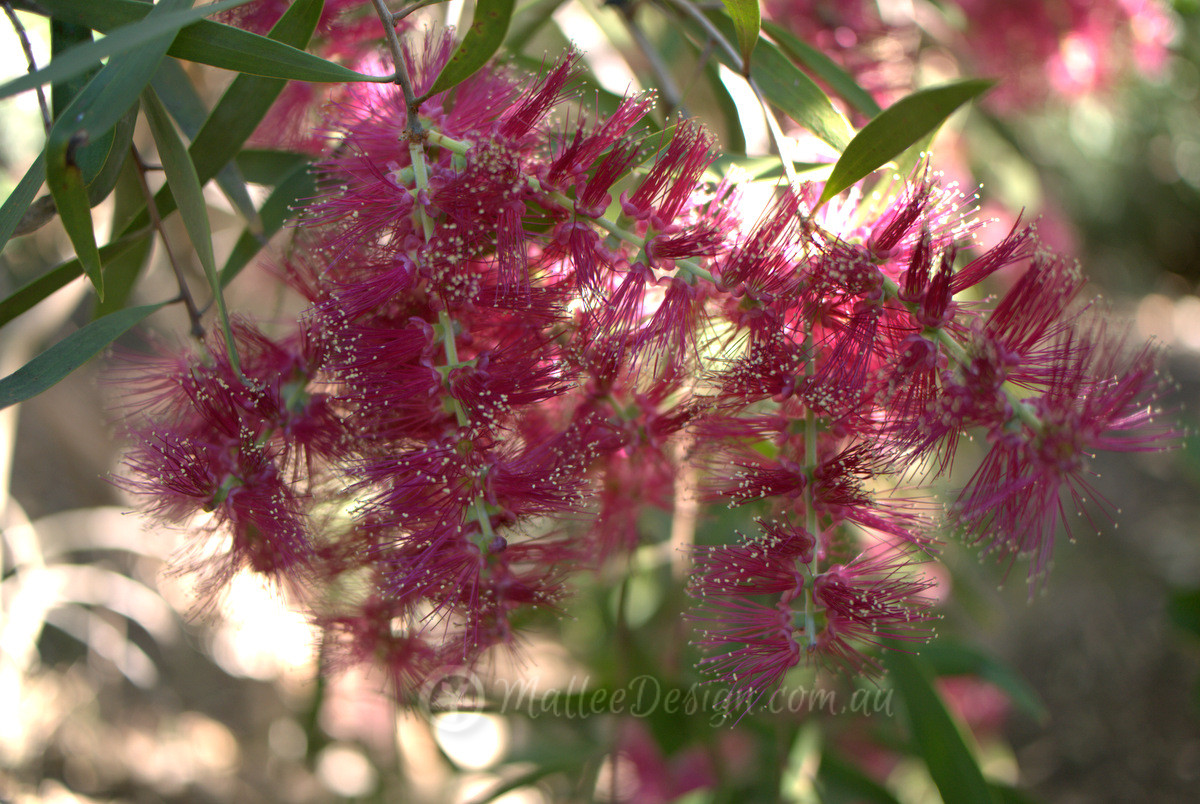 Another top Paperbark: Melaleuca viridiflora ‘Burgundy Weeper’