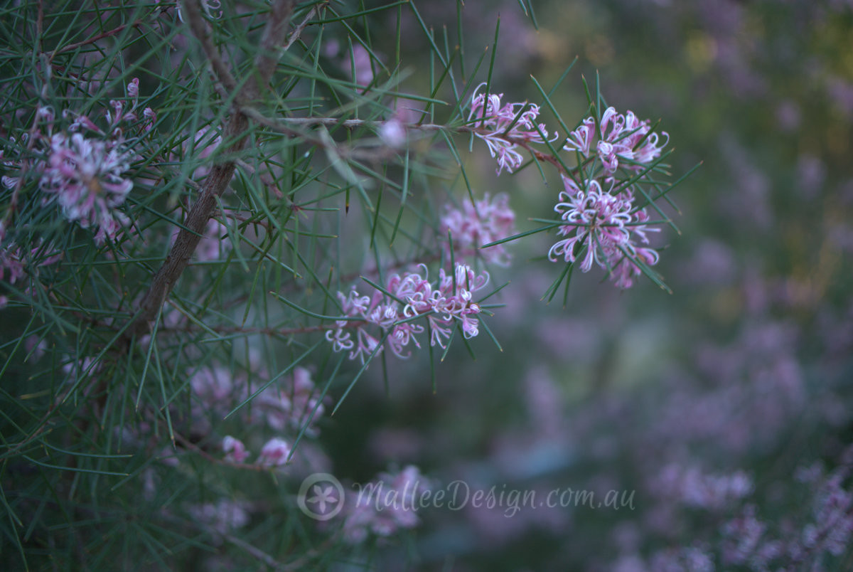 Hakea sericea: Pink or White?