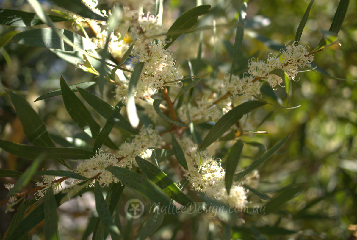 Quick Screen & Habitat: Hakea salicifolia