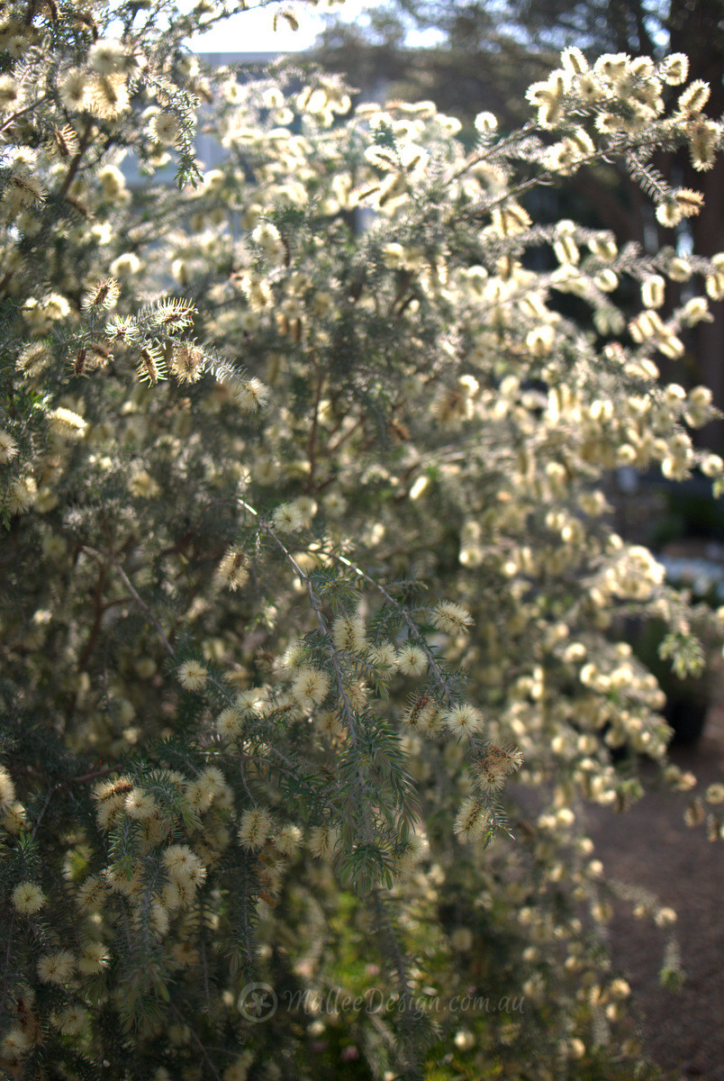 The aptly named Grey Honey Myrtle: Melaleuca incana P1340772