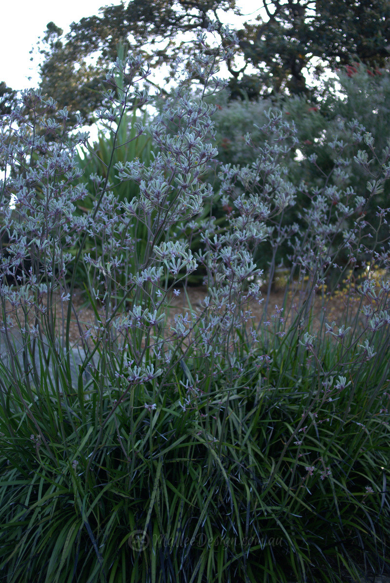 Purple Shades: Anigozanthos ‘Landscape Violet’