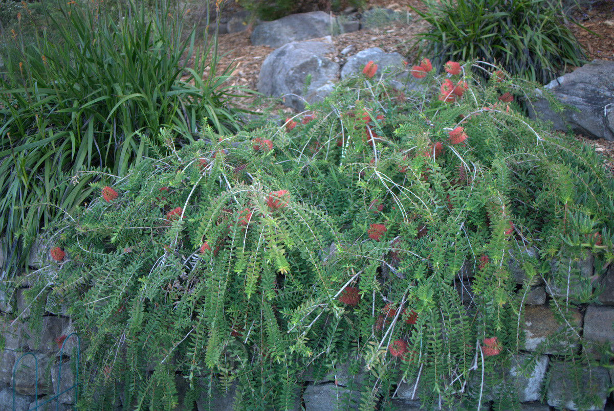 Some plants are just plain tough: Melaleuca ‘Ulladulla Beacon’