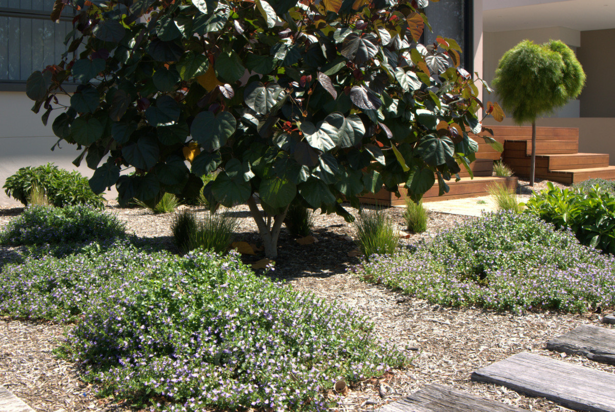 Portfolio: Kogarah Garden Design