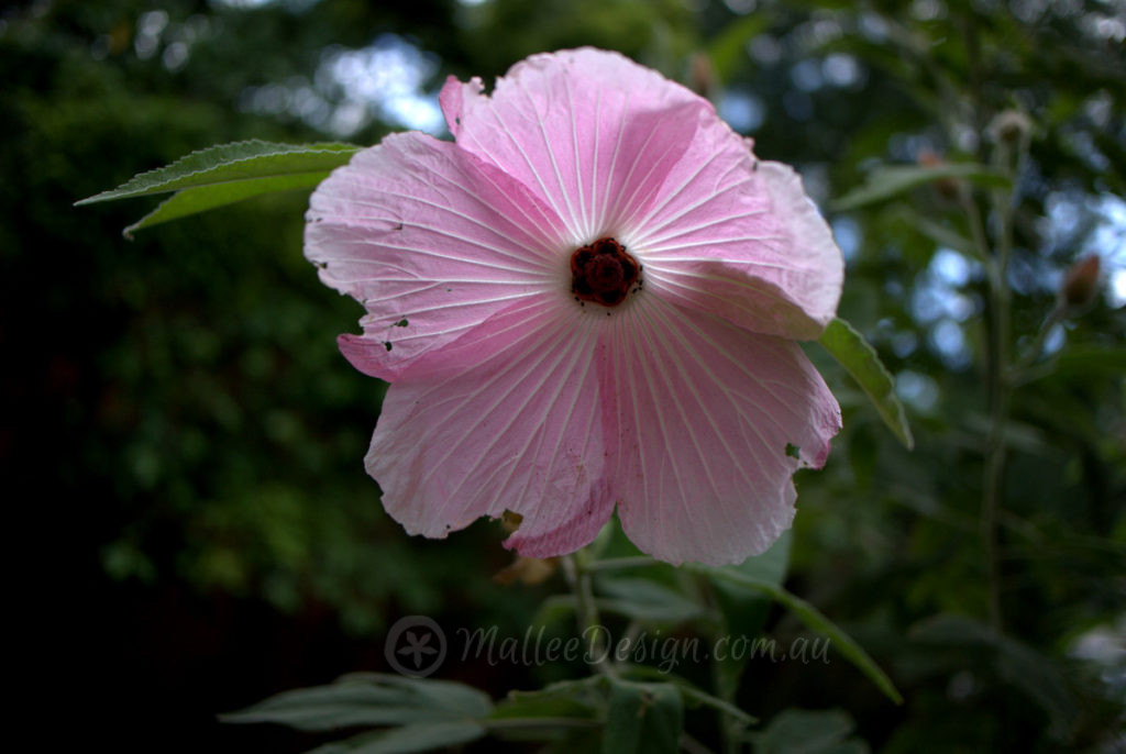 Portfolio: Mount Keira Garden Design Revisit P1360371