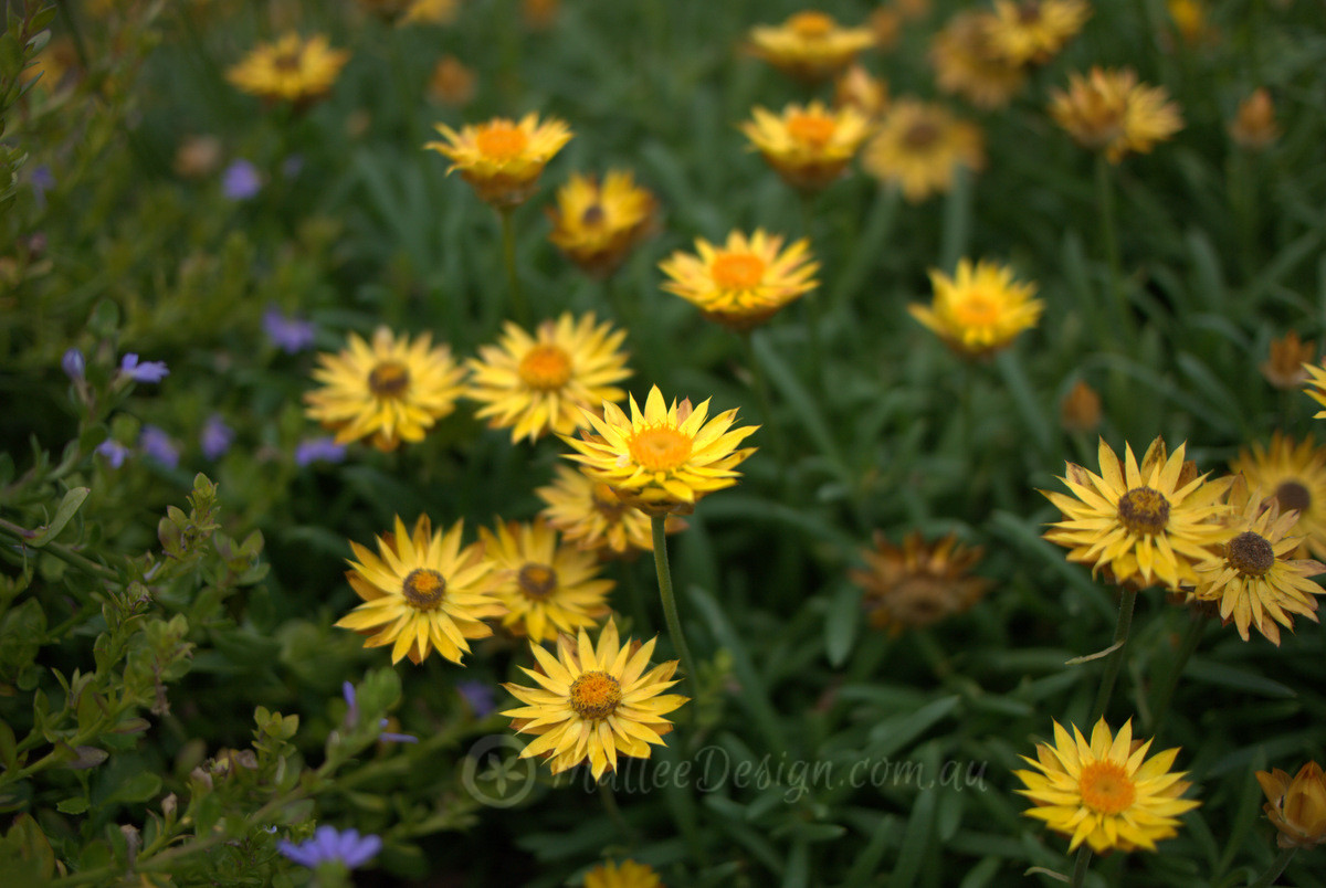 My Favourite Paper Daisy: Bracteantha ‘Diamond Head’