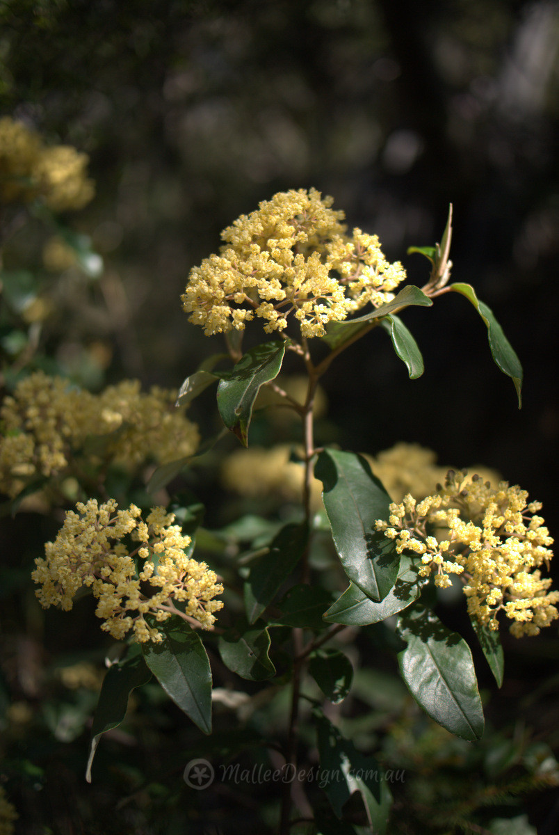Woolly Pomaderris should be seen more often: Pomaderris lanigera