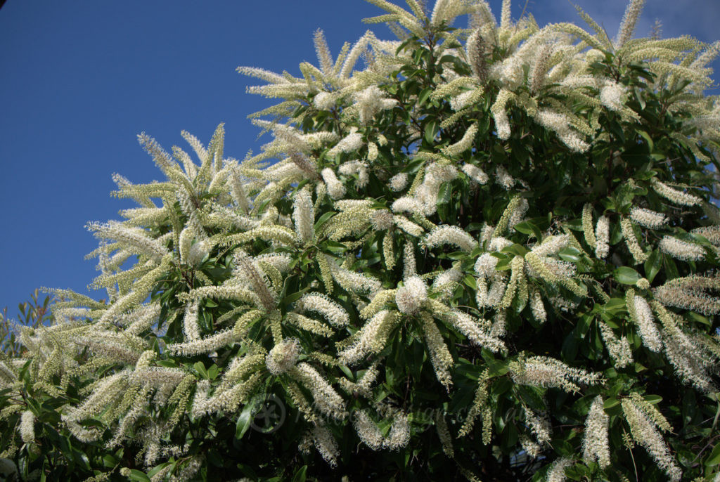 Some like it hot! Buckinghamia celsissima P1370044
