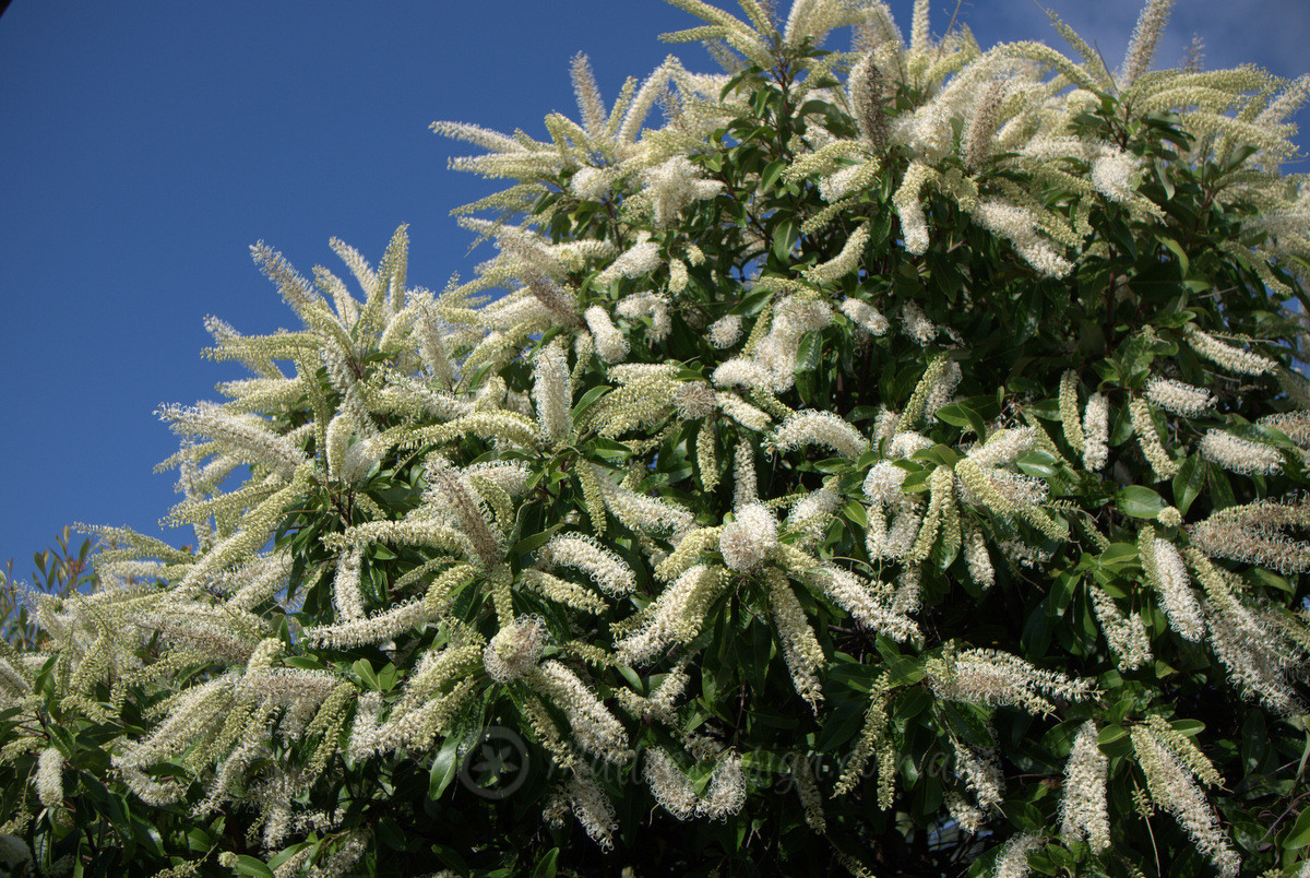 Some like it hot! Buckinghamia celsissima