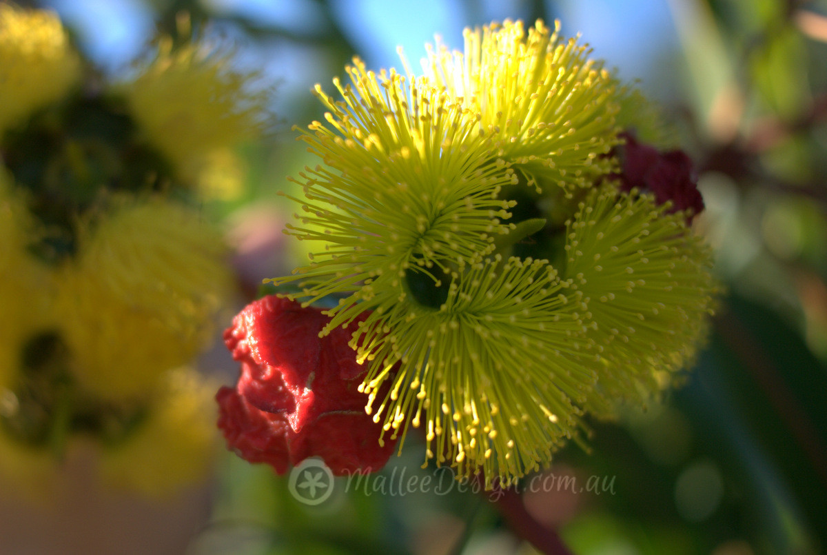 Spectacular: Eucalyptus erythrocorys