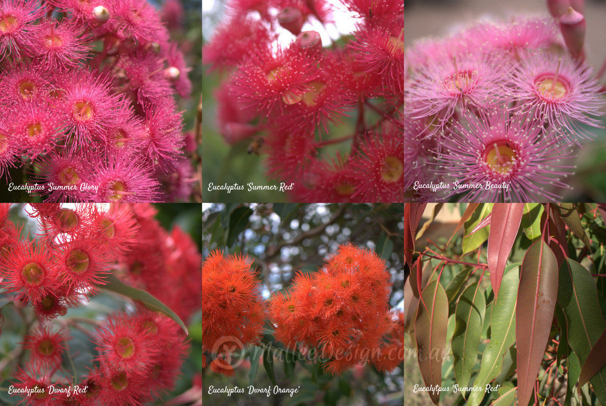 The many colours of Eucalyptus ficifolia grafted