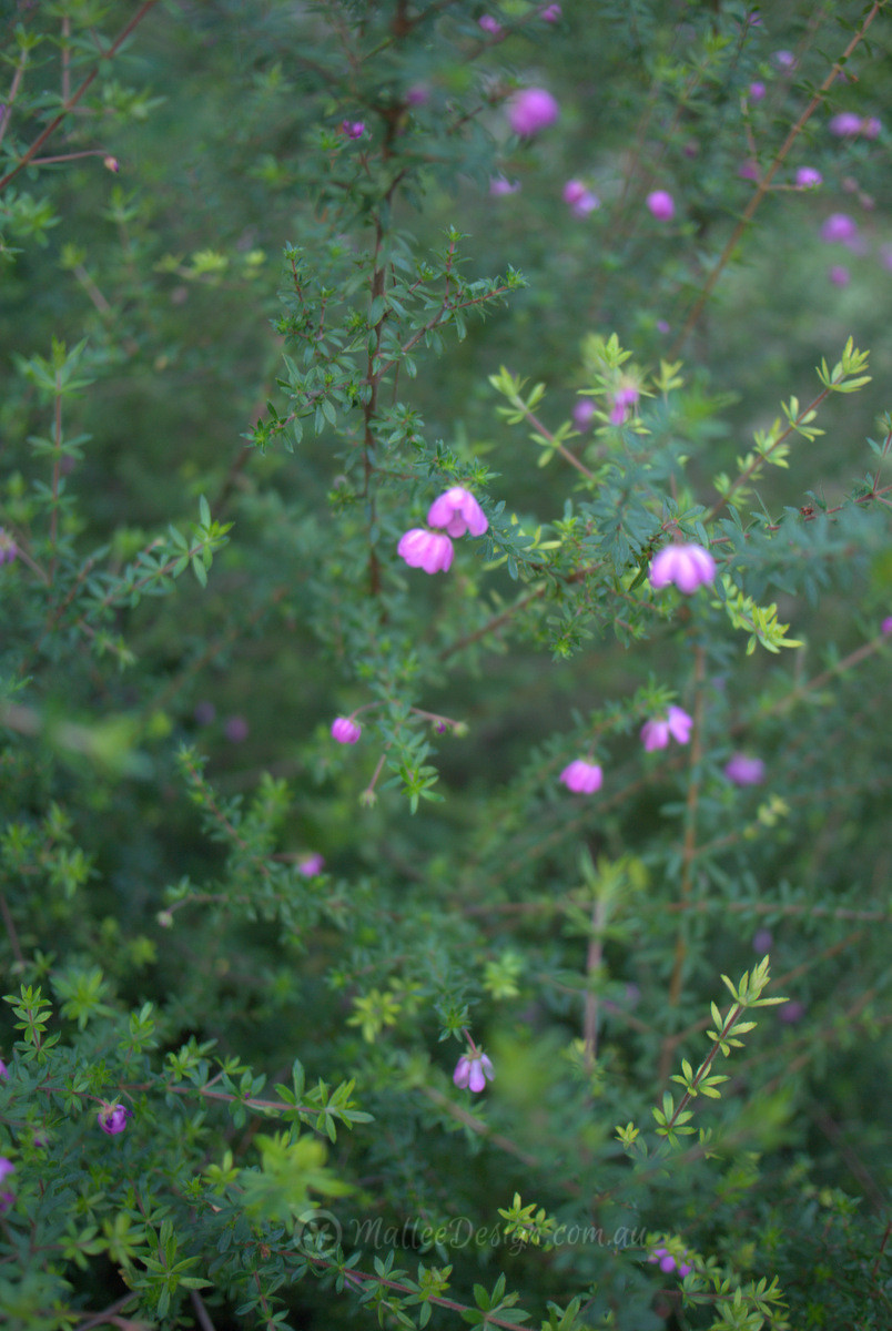 One for that difficult damp spot: Bauera rubioides