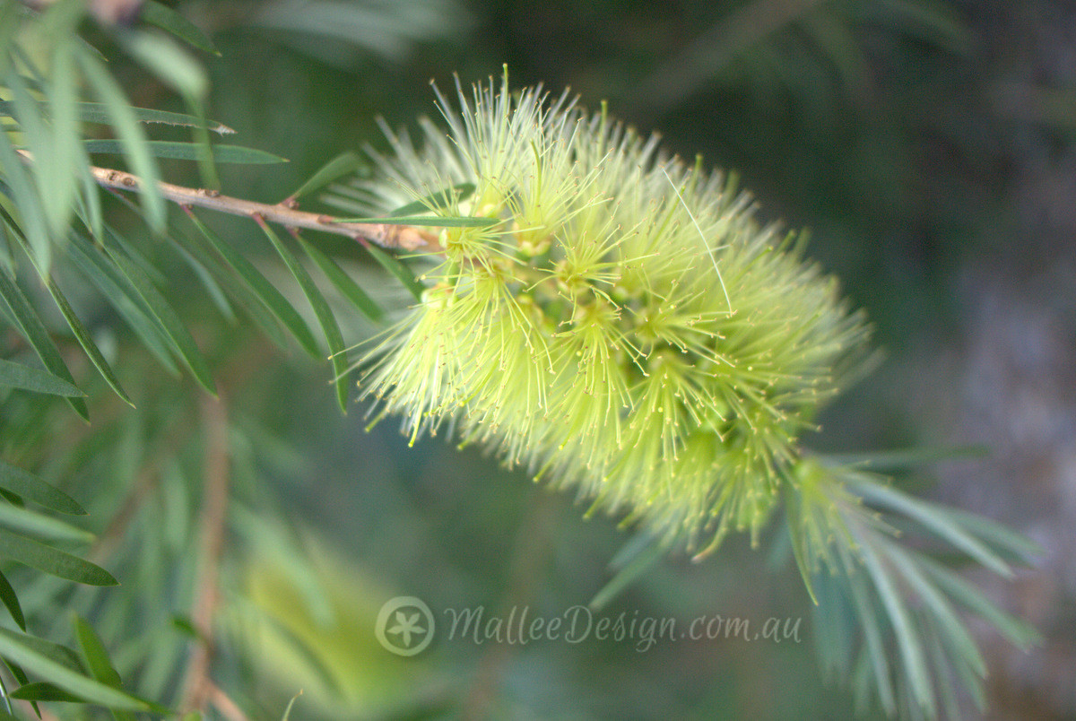 The resurgence of the Bottlebrush: Callistemon pachyphyllus Green