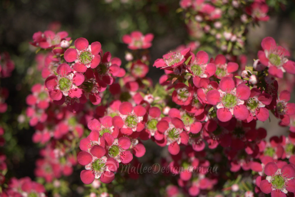 Hot Tea-trees: Leptospermum 'Pageant' and 'Outrageous' P1130395