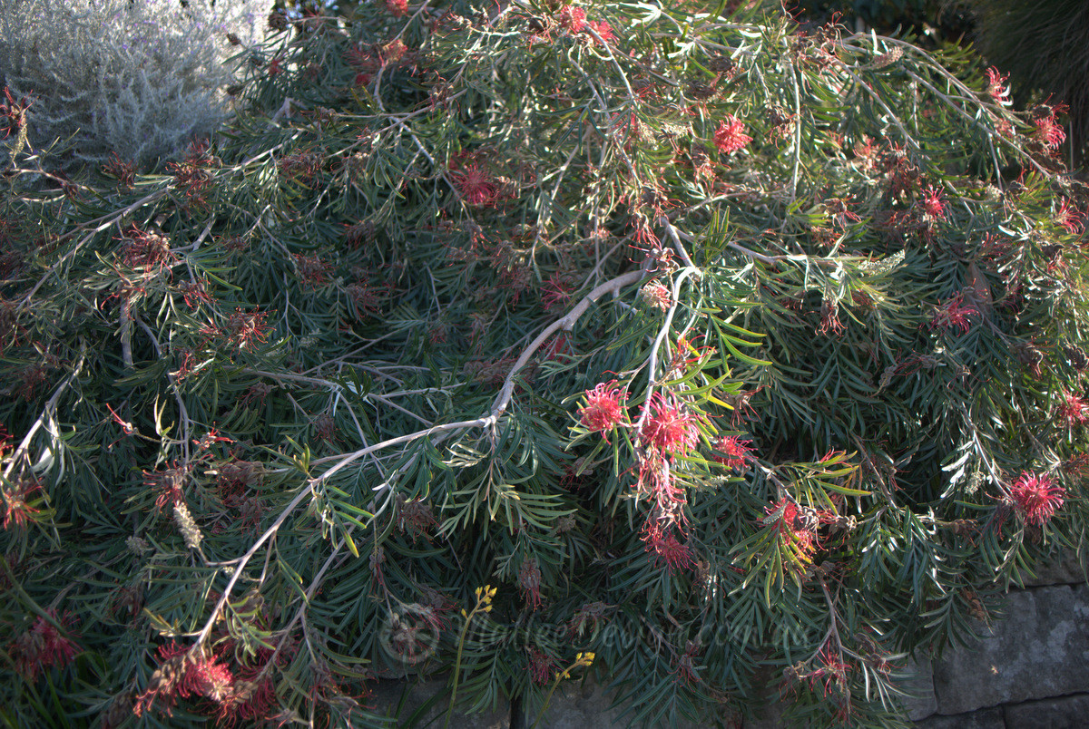 Rambling bank covering Grevillea banksii prostrate