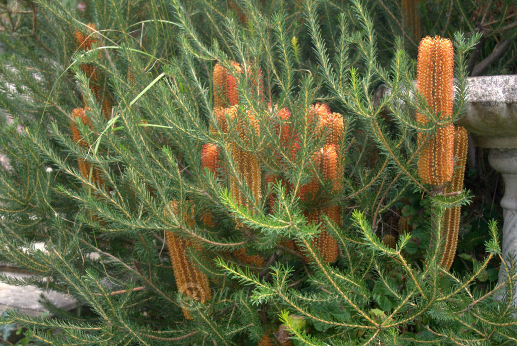 Brilliant Banksia 'Orange Glow' P1380842
