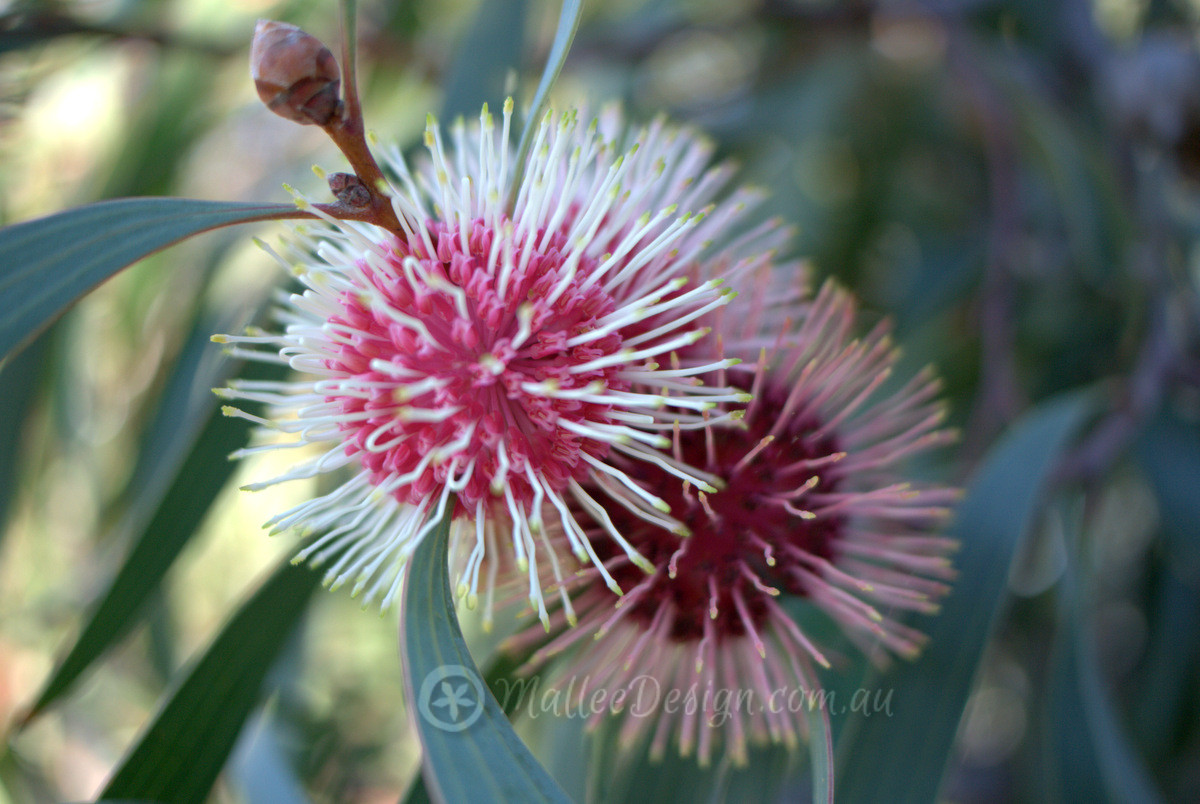 The distinctive Pin Cushion Flower of Hakea laurina