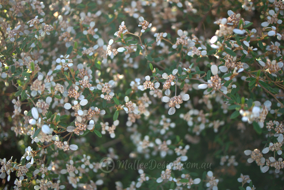 The delicate floral leaves of Spyridium parvifolium