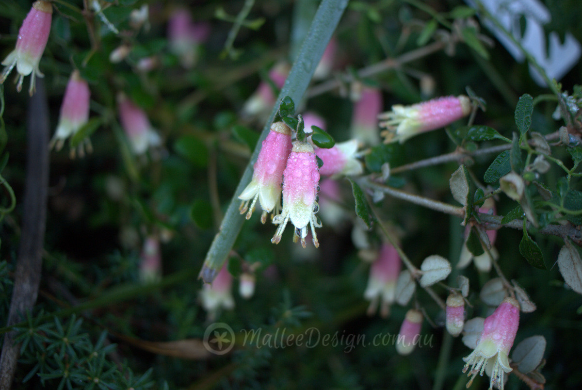 Tasmanian Winter Correas
