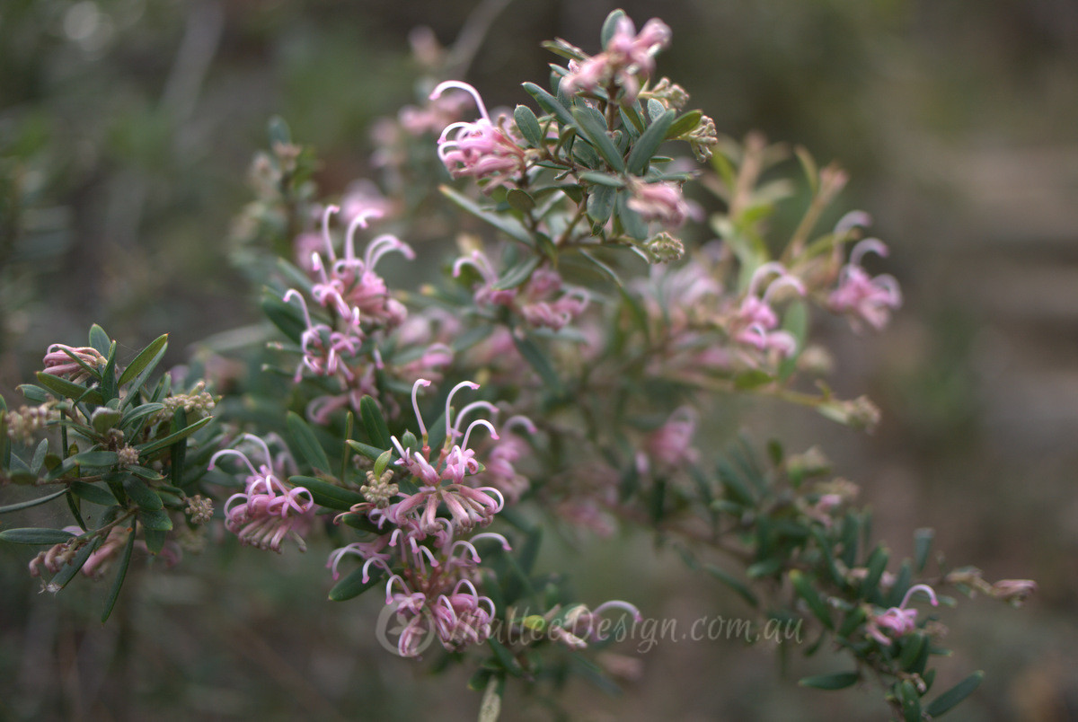 I went walking in Bouddi National Park