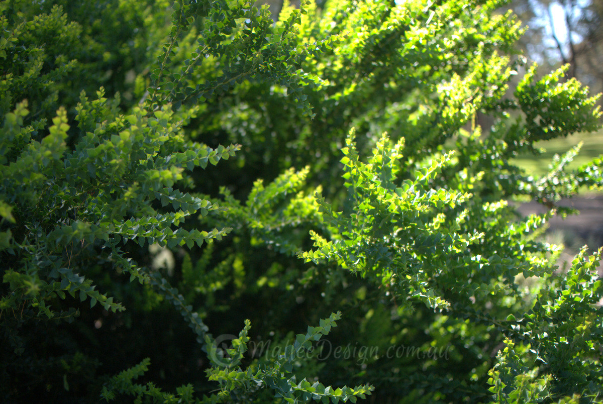 Happy Wattle Day! Acacia ‘Little Nugget’: Foliage before flowers
