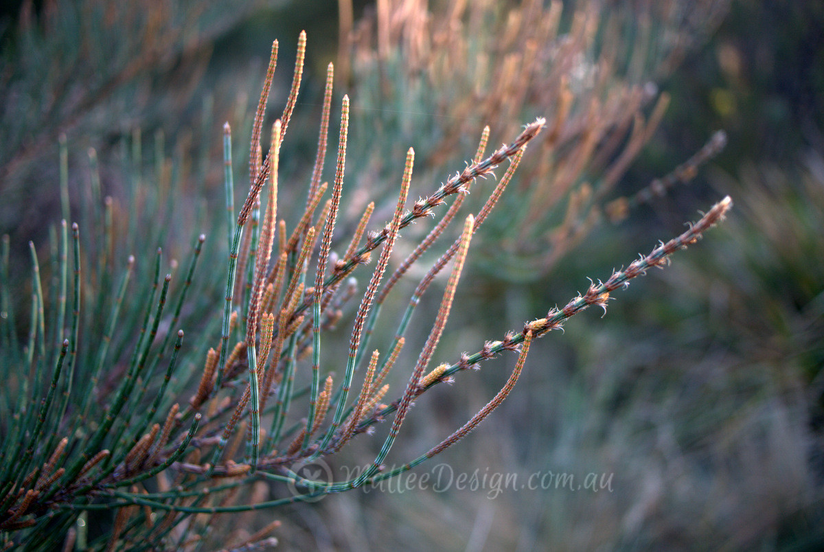 Something different: Allocasuarina crassa and monilifera