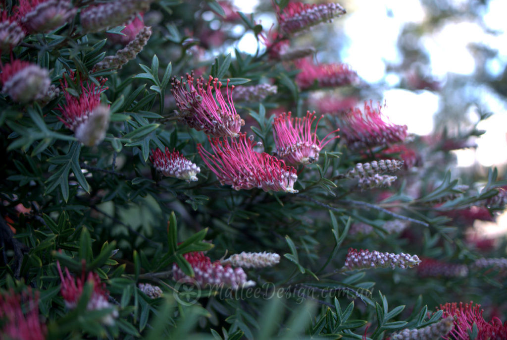 One My Favourite Grafted Grevillea Standards: Grevillea 'Green Glow' P1400221