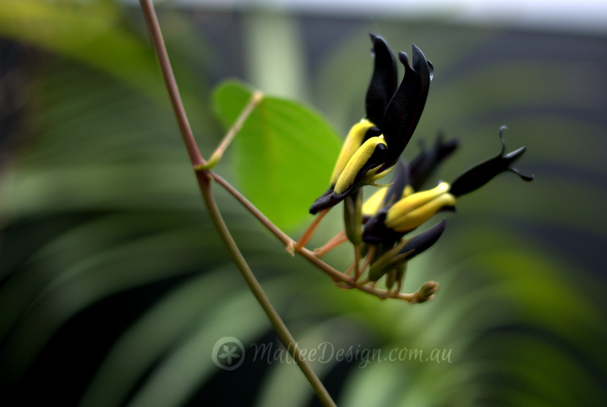 Eye catching Kennedia nigricans